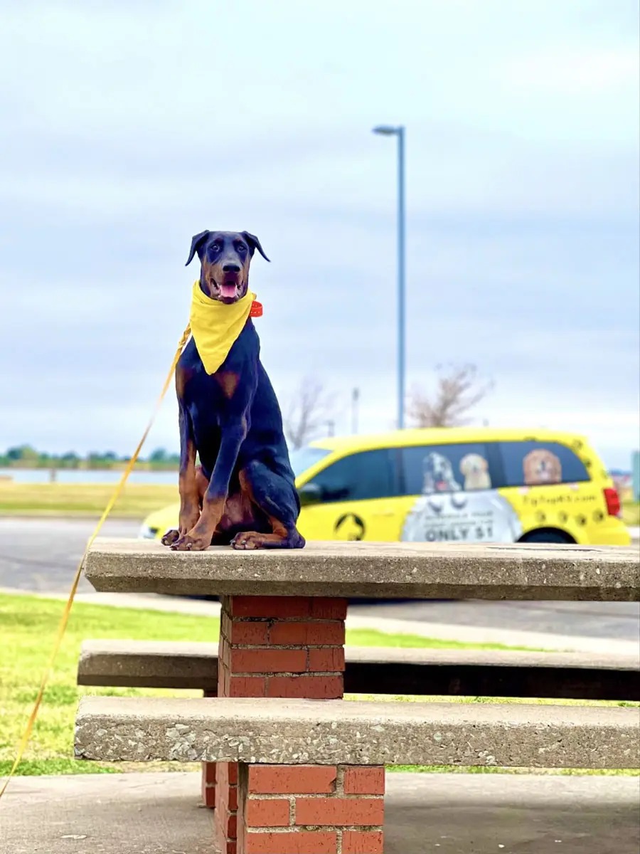 Doberman holding a calm sit on a picnic table in front of a Tip Top K9 van in Richardson