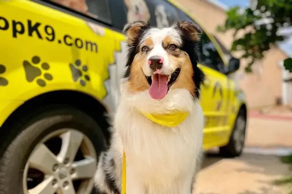 Calm Australian Shepherd in front of a Tip Top K9 yellow van, ready for training in Dallas