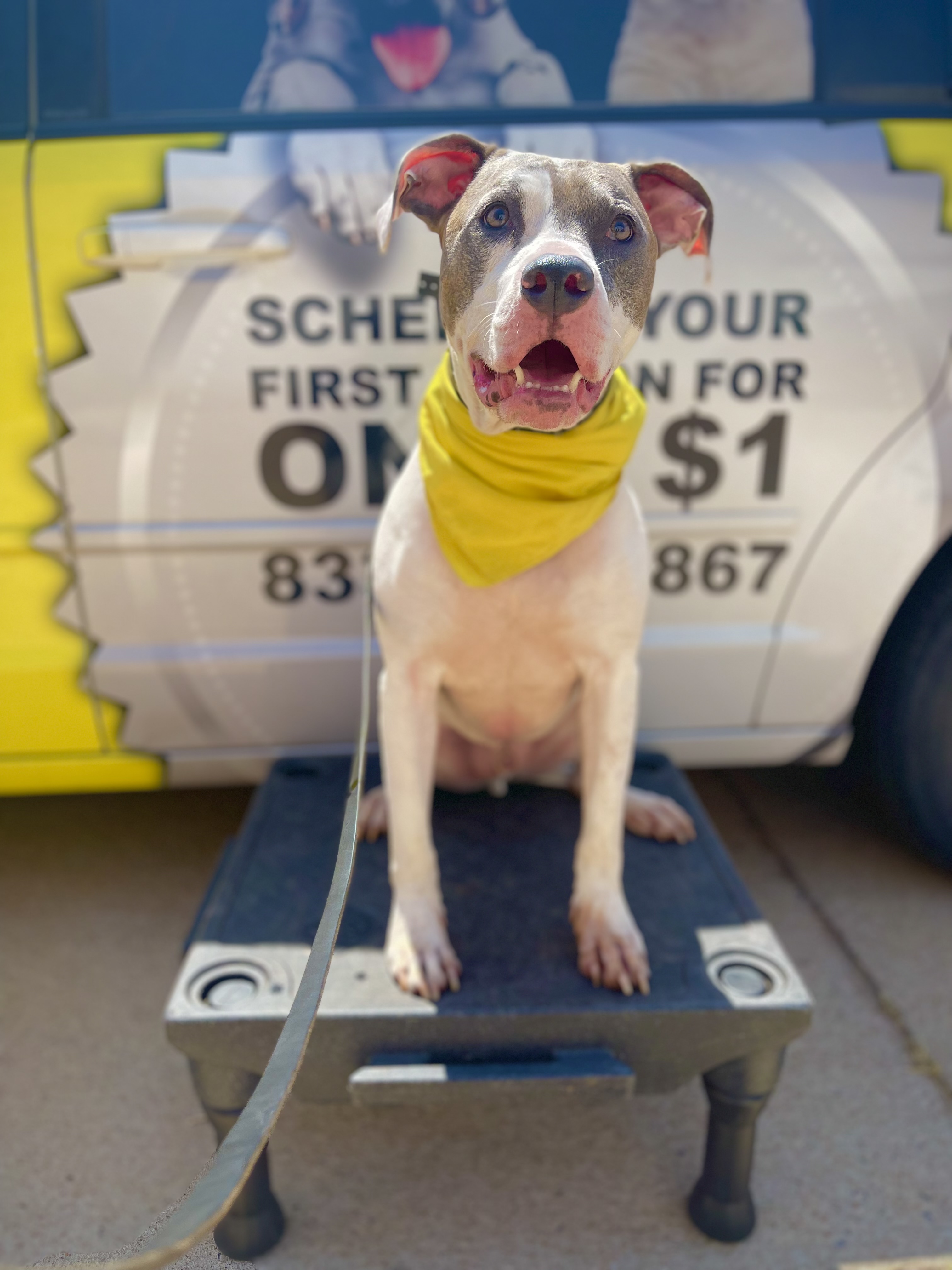 Blue Nose Pit Bull holding a calm down on a training platform beside a yellow Tip Top K9 van in Prosper