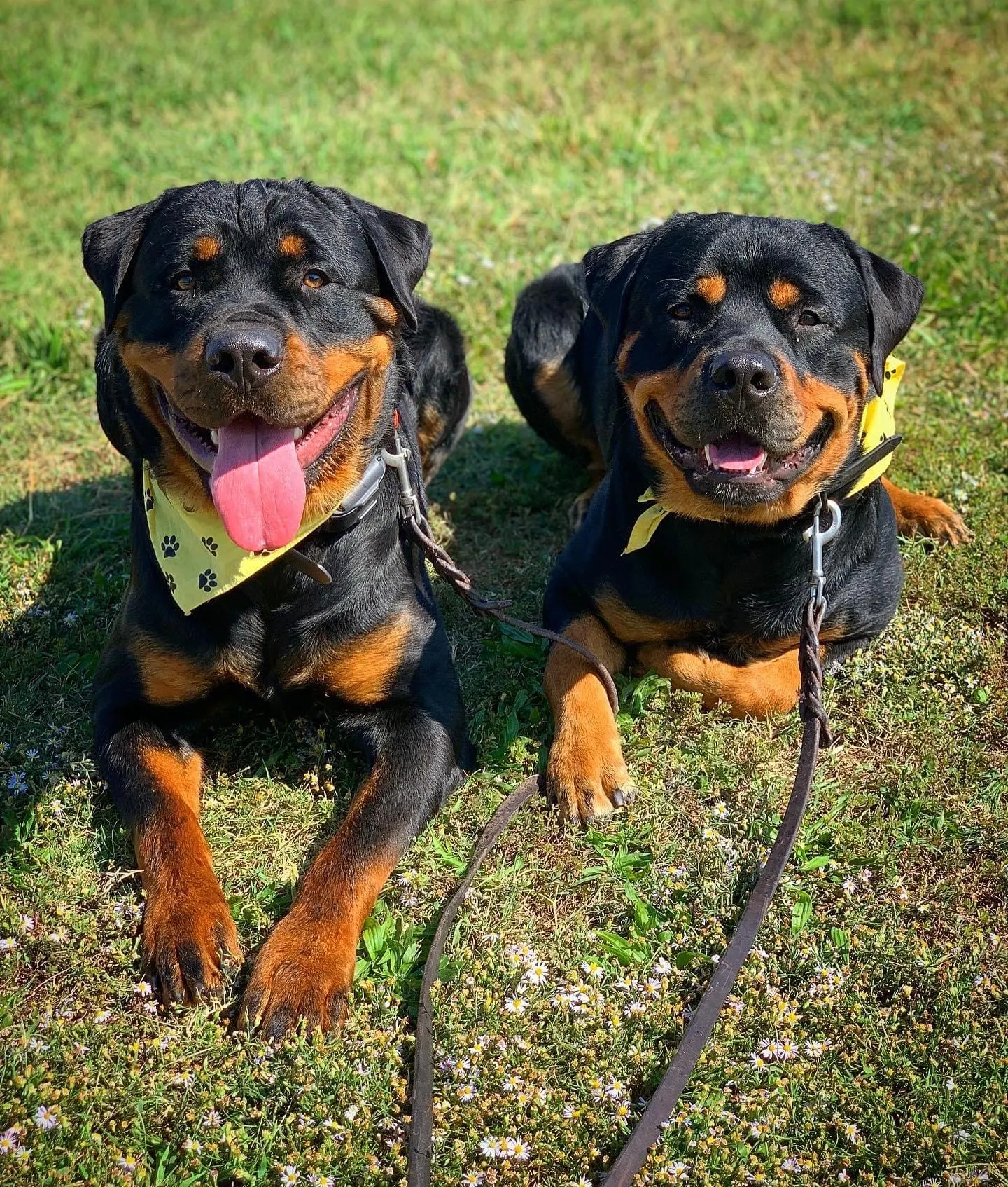 Two calm Rottweilers in Tip Top K9 bandanas resting on the grass in Fort Worth